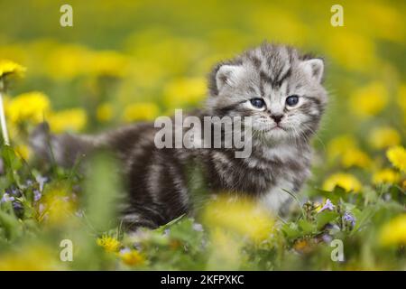 British Shorthair Kitten Stock Photo