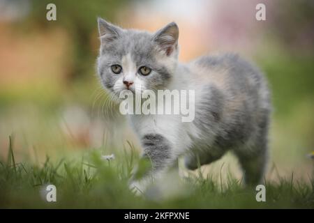 walking British Shorthair Kitten Stock Photo