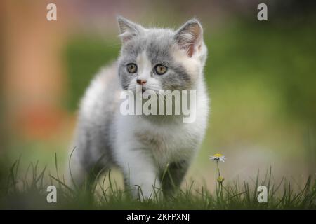 walking British Shorthair Kitten Stock Photo