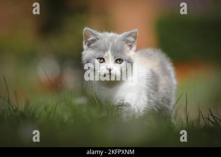 British Shorthair Kitten Stock Photo