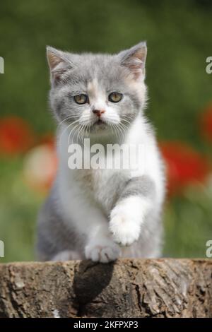 sitting British Shorthair Kitten Stock Photo