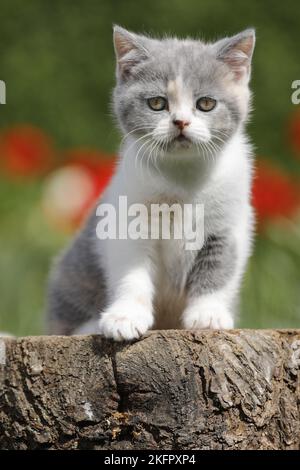 sitting British Shorthair Kitten Stock Photo