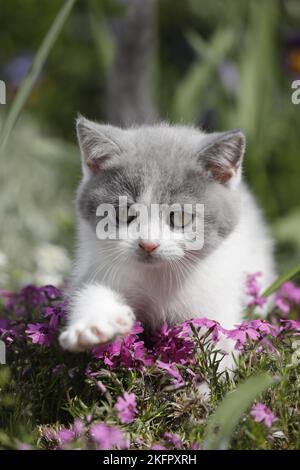 walking British Shorthair Kitten Stock Photo
