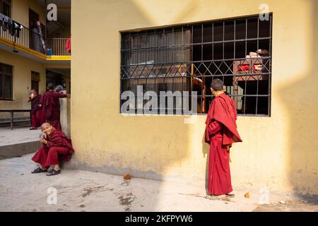 Young monks  from Shechen Tennyi Dargyeling Monastery having a cup of tea. Kathmandu. Nepal. Stock Photo