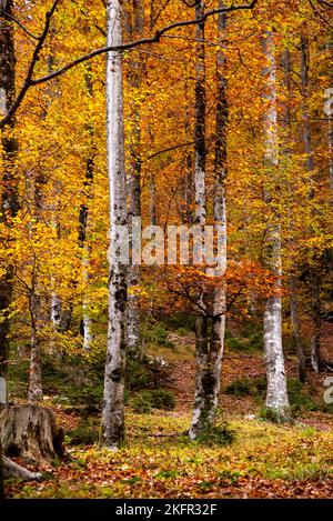 Hiking through the Vrata valley in autumn, Triglav National Park in the Julian Alps, Slovenia Stock Photo