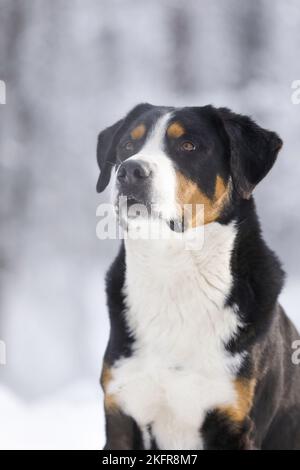 Greater Swiss Mountain Dog in the winter Stock Photo