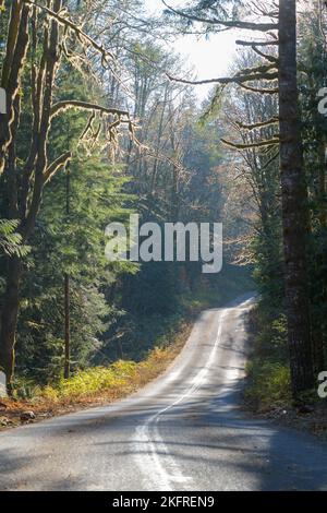 Rural road in the Cascade Mountains winding through fir trees as the sun highlights the road in late fall Stock Photo