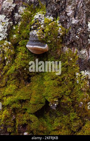 The trunk of a tree, overgrown with green mouse-like on the north side, against the background Stock Photo