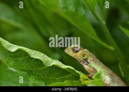 Changeable lizard among green foliage. Close up. Calotes versicolor. Stock Photo