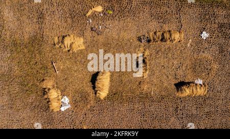 Rice fields after harvesting rice in Thailand. Drone flies over the haystack after the harvest season in the paddy fields. Top view of autumn after ha Stock Photo