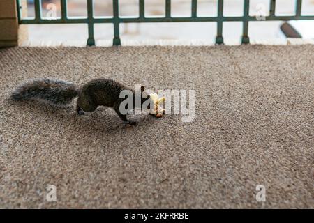 Squirrels eat nuts. Hazelnut, peanut, cashew, almond. Wildlife in the urban environment. Stock Photo