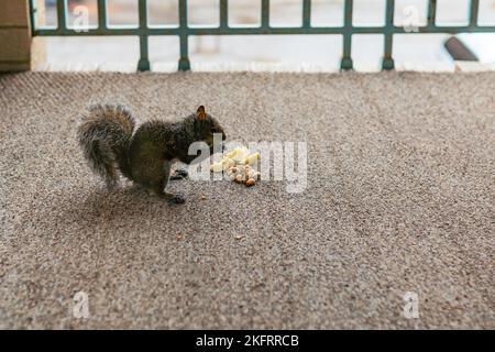 Squirrels eat nuts. Hazelnut, peanut, cashew, almond. Wildlife in the urban environment. Stock Photo