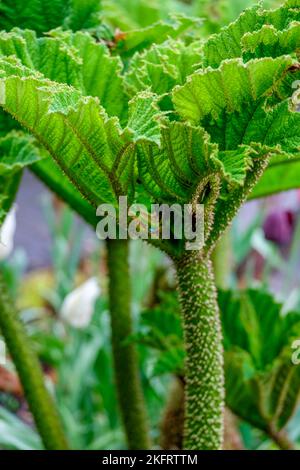 Young redwood leaf (Gunnera manicata), Netherlands Stock Photo