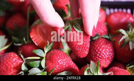 Female hand picking one strawbery close up. Stock Photo
