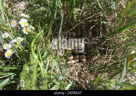 Common quail (Coturnix coturnix) Nest and clutch in tall grass, Lower Austria, Austria, Europe Stock Photo