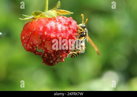Social wasp (Vespidae) House field wasp snacks on ripe strawberry, Allgäu, Bavaria, Germany, Europe Stock Photo