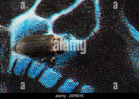Woodboring beetle (Hadrobregmus pertinax), a common household pest. Stock Photo