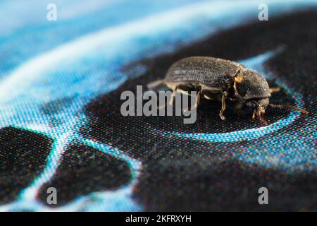 Woodboring beetle (Hadrobregmus pertinax), a common household pest. Stock Photo