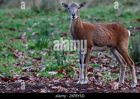 European mouflon (Ovis gmelini musimon), female, Schleswig-Holstein, Germany, Europe Stock Photo