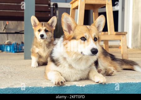 Portrait of two welsh pembroke corgis family lying on concrete floor near house looking at camera. Domestic animal, pet care, veterinary clinic Stock Photo