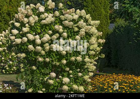Flowering hortensias (Hydrangea), Bavaria, Germany, Europe Stock Photo