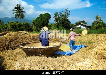 Rice farmers traditionally harvesting and threshing rice, Chiang Rai, Thailand, Asia Stock Photo