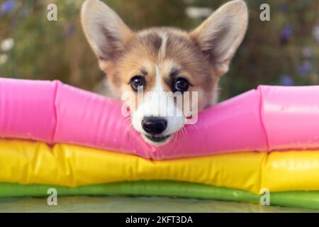Portrait of adorable welsh pembroke corgi puppy putting snout on colorful inflatable pool in summer, looking at camera, playing in the yard. Domestic Stock Photo