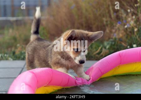 Portrait of playful welsh pembroke corgi puppy putting paws on colorful inflatable pool in summer, looking at water, playing in the yard. Domestic Stock Photo