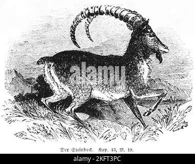 The Ibex, horns, bent, running, grass, outdoor, manoah, he-goat, sacrifice, meal offering, miracle, rock, woman, woman, Bible, Old Testament, Book of Stock Photo