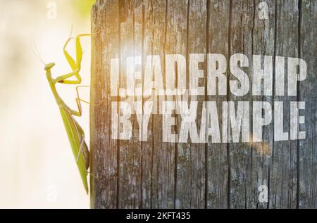 Business and finance concept. A praying mantis is crawling along the old plank. It says on the board - LEADERSHIP BY EXAMPLE Stock Photo