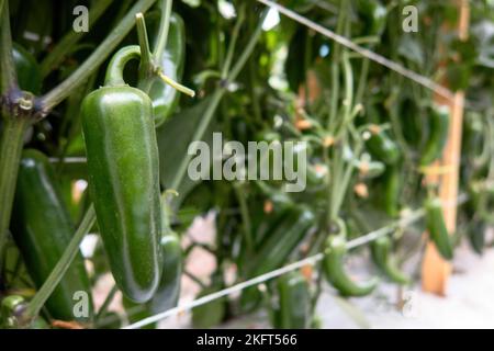 A organic jalapeno (Capsicum annuum) peppers on a jalapeno plant. Close-up photo. Stock Photo