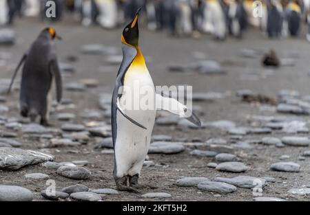 King Penguin - (APTENODYTES PATAGONICUS) Gold Harbour Colony - scenic bay on South Georgia Stock Photo