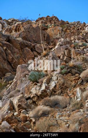 Barrel Cactus. Barrel Cactus Ferocactus cylindraceus in the Anza-Borrego Desert in Southern California, USA. Stock Photo