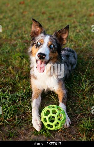 From above of purebred dog looking at camera while lying with toy plastic ball on grassy meadow in summertime Stock Photo