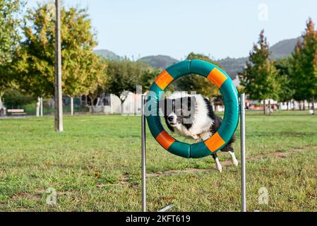 Active black and white purebred dog jumping through inflatable ring placed on green meadow in sunlight Stock Photo
