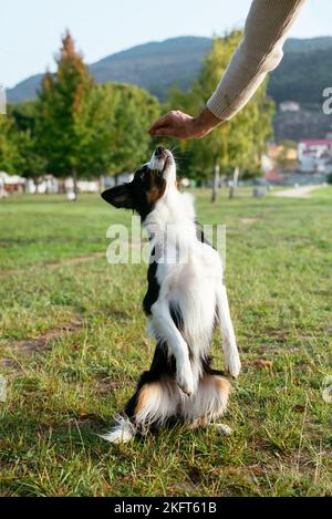 Border Collie standing on hind legs and taking treat from hand of anonymous owner on grassy lawn in sunshine Stock Photo