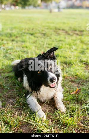 From above black and white fluffy Border Collie standing on grassy ground in rural area while looking up attentively in summer Stock Photo