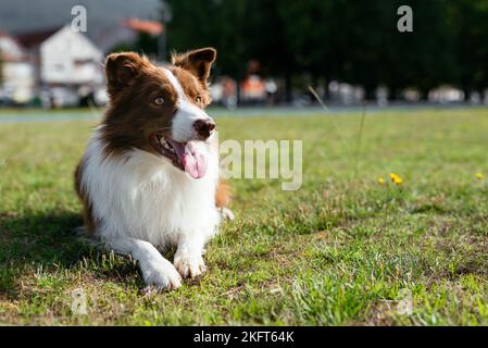 Adorable purebred dog with brown and white fur lying with tongue out on green lawn in park Stock Photo