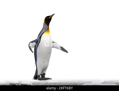 single king penguin (APTENODYTES PATAGONICUS) isolated against white background Stock Photo