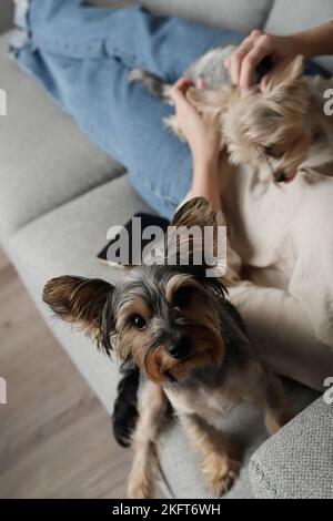 From above of crop woman lying on gray sofa and playing with cute Yorkshire Terrier dogs at home Stock Photo