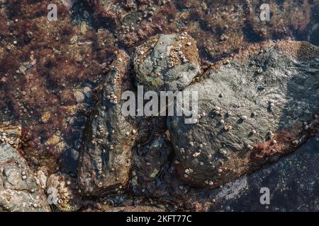 From above abstract textured surface of overgrown rocks on coastline covered with empty white snail shells in sunlight Stock Photo
