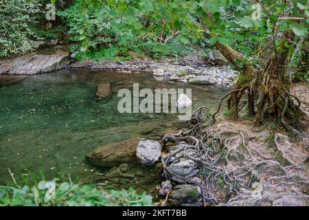 From above of large wild green tree growing in woods near water with stones Stock Photo
