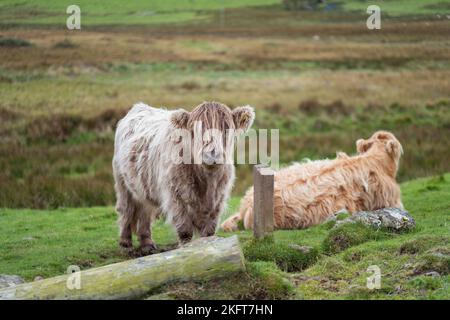 Highland cows pasturing on grassy ground in countryside of Skye Island during overcast day Stock Photo