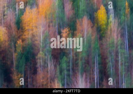 Abstract background of trees with golden leaves growing in woods in fall season in Ordesa national park in Spain Stock Photo