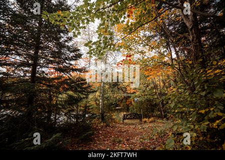 Old wooden bench in autumn park near calm lake surrounded by trees in Canada forest Stock Photo