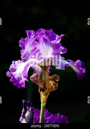 Natural iris flower with delicate petals of bright violet color growing against black background Stock Photo