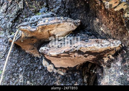Southern bracket, Ganoderma australe,, Thornecombe Woods, Dorchester, Dorset, UK. Inedible. Stock Photo