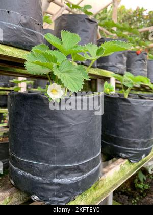 Strawberry Flower in organic farm garden Stock Photo - Alamy