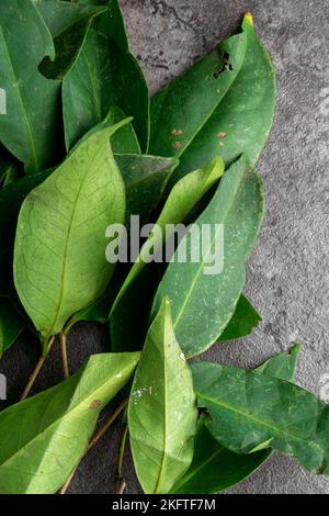 Fresh Bay Leaves isolated on dark background. For seasoning herb. Stock Photo