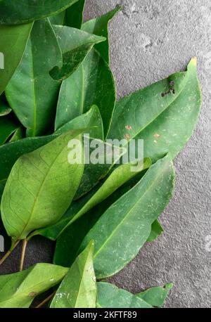 Fresh Bay Leaves isolated on dark background. For seasoning herb. Stock Photo